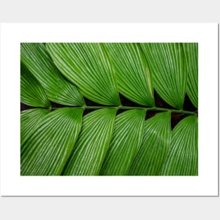 Green tropical leaf Posters and Art